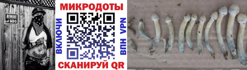 где купить наркоту  Вилючинск  Галлюциногенные грибы мицелий 